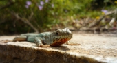 lizard