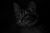 Кот