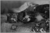 котофота