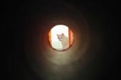 007