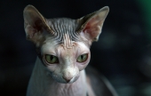 Котейко