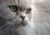 котэ #1742