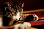 Котэ № 94