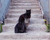Коты