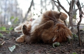 Осенний кот