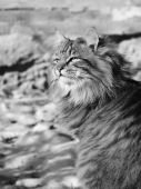 чб-кото-портрето-фото
