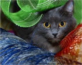 RGB Kitty
