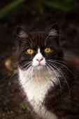 Mr. Cat