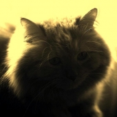 martin