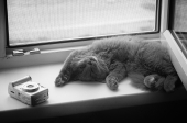 фотограф работал, фотограф устал...