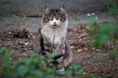 Котэ - белая борода =)