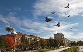 В осеннее небо В осеннее небо