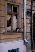 Кошкин дом Кошкин дом