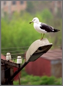 City bird City bird