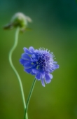 [Scabiosa lachnophylla Kitag]