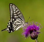 Papilio xuthus Papilio xuthus
