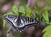 Xutus