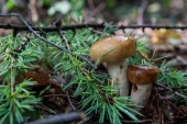 Парочка Парочка