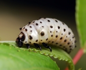 ★★★★★ ★★★★★