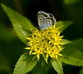 Eumedonia Eumedonia