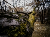 Мох