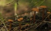Семейство Семейство