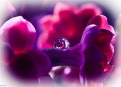Fantasy...