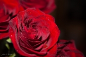 Rose Rose