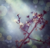 fragile