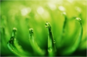 Green Tears Green Tears