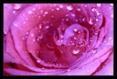 Diamonds and Rose Diamonds and Rose