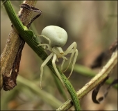 Недруг... Недруг...