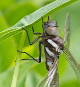 Fly Dragon