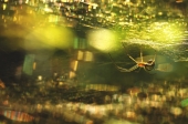 Amberweb Amberweb