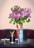 Сирень