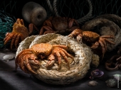 CRAB