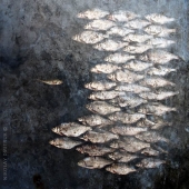 Фотографический натюрморт the Wall