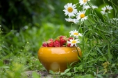 Первая клубника Первая клубника