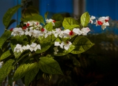 Clerodendrum Clerodendrum